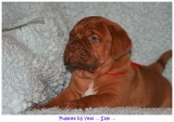 pups2007 027